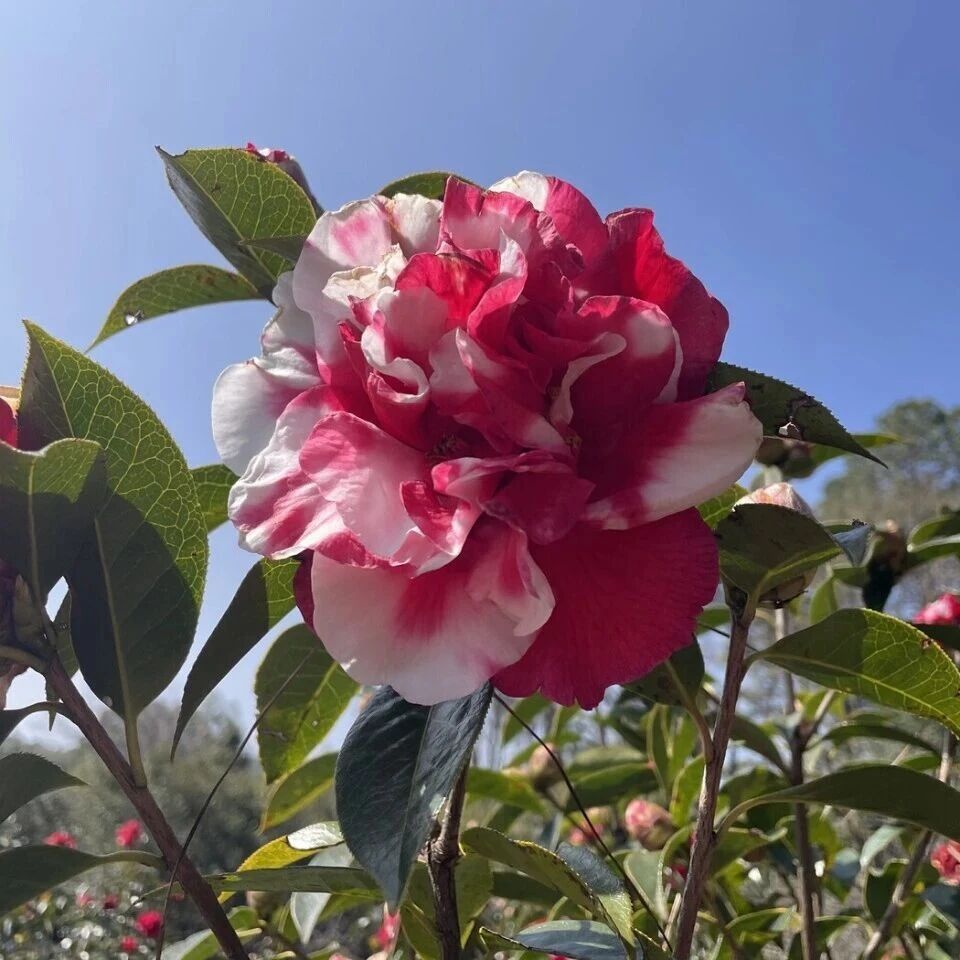 探秘长江采石矶|科普赏花指南,邂逅自然精灵——山茶