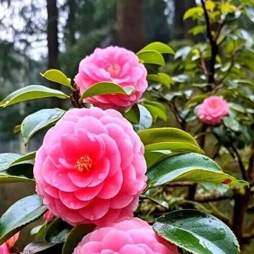 探秘长江采石矶|科普赏花指南,邂逅自然精灵——茶花