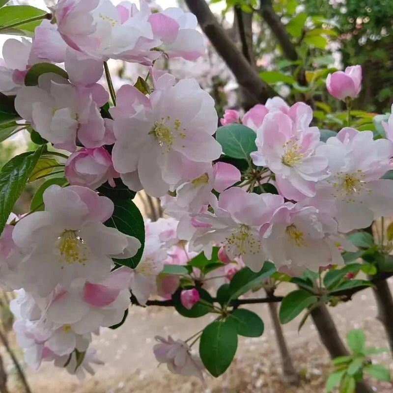 探秘长江采石矶|科普绿植指南,邂逅自然精灵——西府海棠