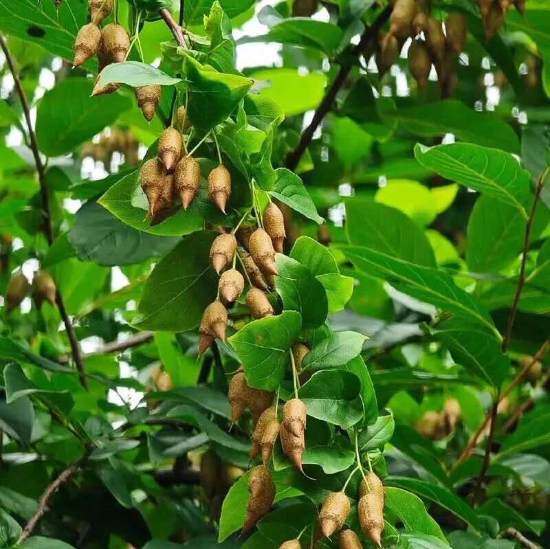 探秘长江采石矶|科普绿植指南,邂逅自然精灵——秤锤树