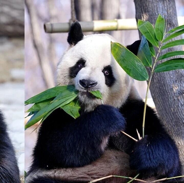 手慢无!2026太阳岛大熊猫馆年度卡火爆抢购中