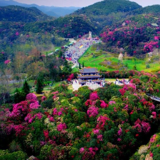 上春山·赏杜鹃,丹寨非遗展演走进百里杜鹃