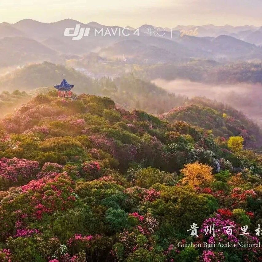 百里杜鹃,连续两天登上央视!