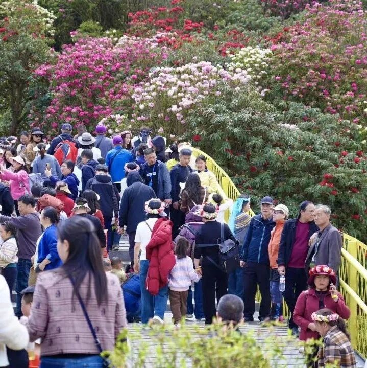 “堵过”清明,错峰赏花,花正好,百里杜鹃永远属于你!