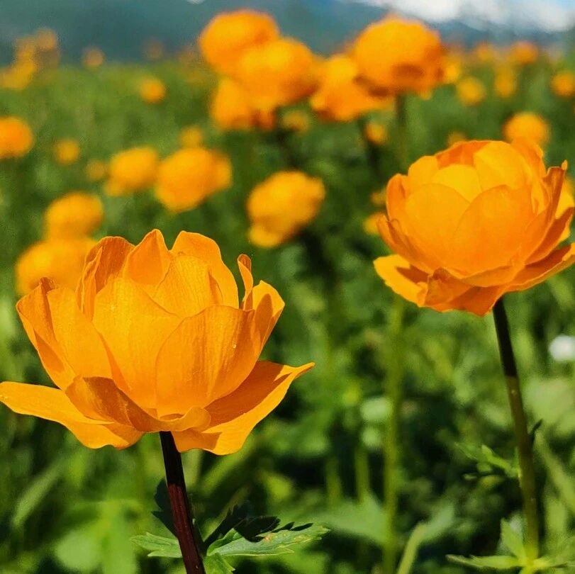邂逅喀纳斯的春天~你的赏花指南来啦→