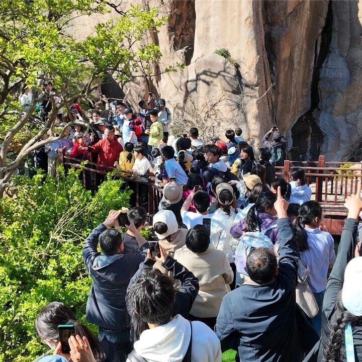 燃爆清明!五莲山杜鹃花乡野艺术季人气爆棚,花海艺趣嗨翻春日