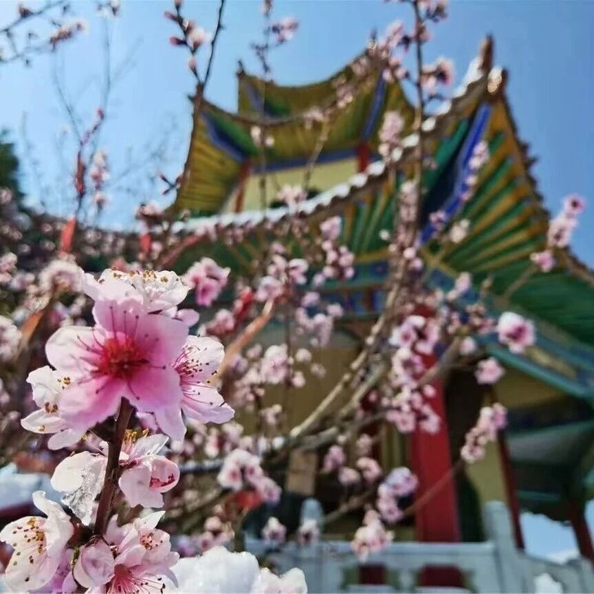 春天适合开花,你们适合来八泉峡