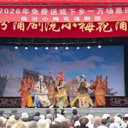 大槐树下听蒲剧,惠民戏韵暖乡邻