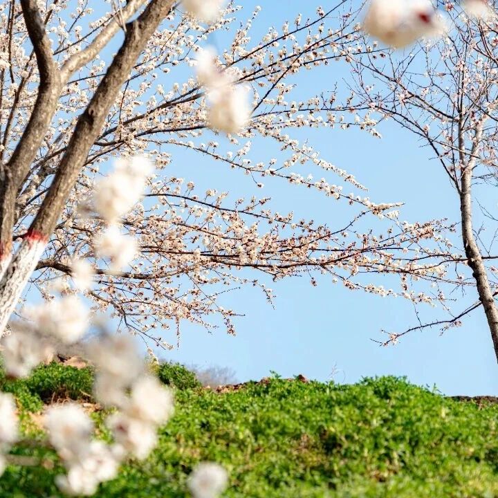 云丘山2026年清明节假期旅游免费直通车开通公告