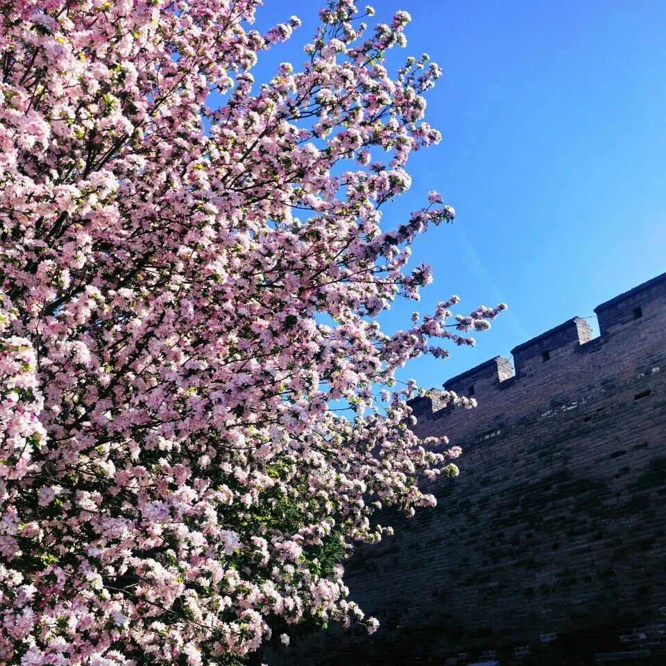 “这个春天, 我想,和你去古城里坐坐。”