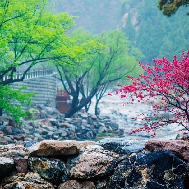 “泰麓春来时·花约彩石溪”2026泰山桃花峪春季赏花活动即将开启