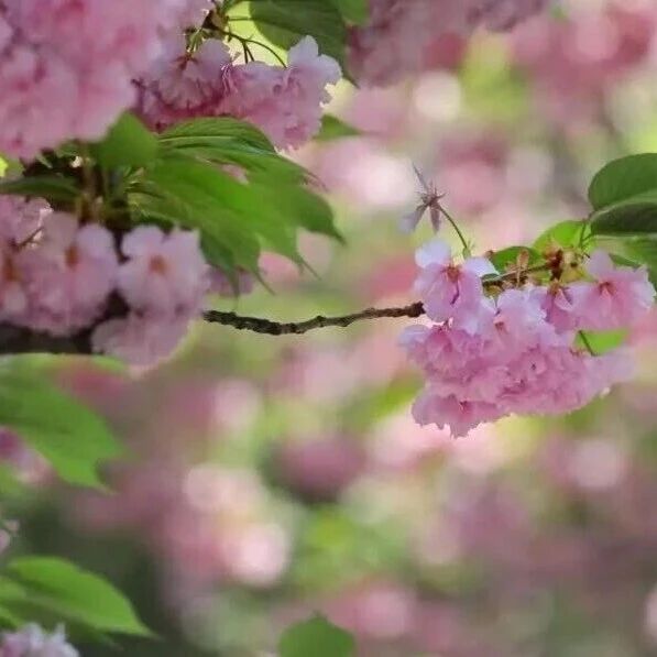 岱庙春深:繁花入古院,一院揽春光