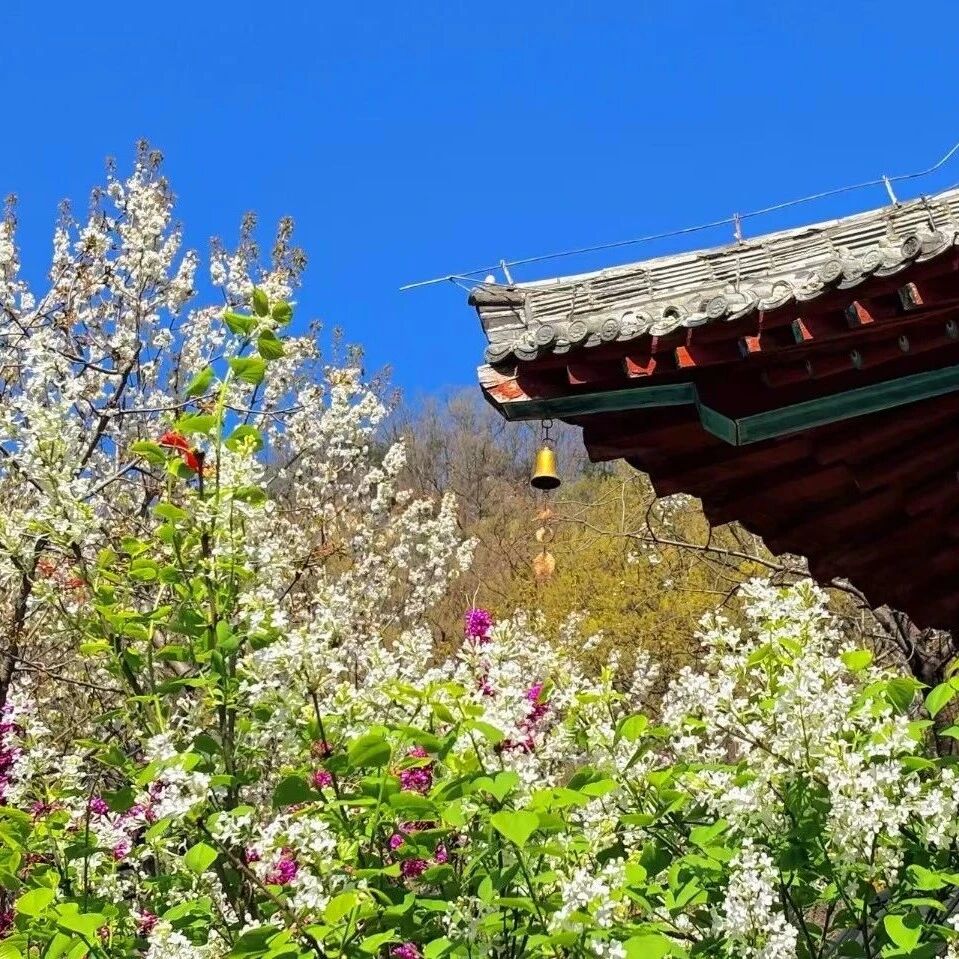 春风有信,千年玉泉花开有期
