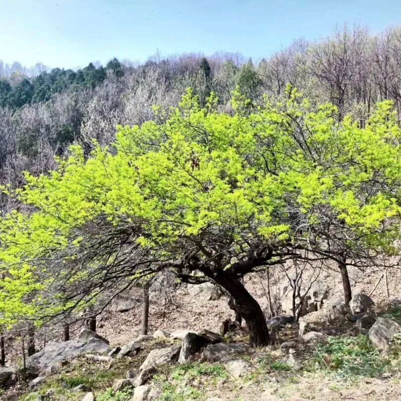 红门韩家岭:春满山林,万物生晖
