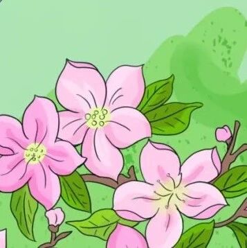 【阿坝旅游网】2026赏花音乐季|赴一场花与乐的浪漫之约~