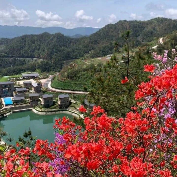 去王阜乡过“朝花节”!3大玩法解锁山野春天!