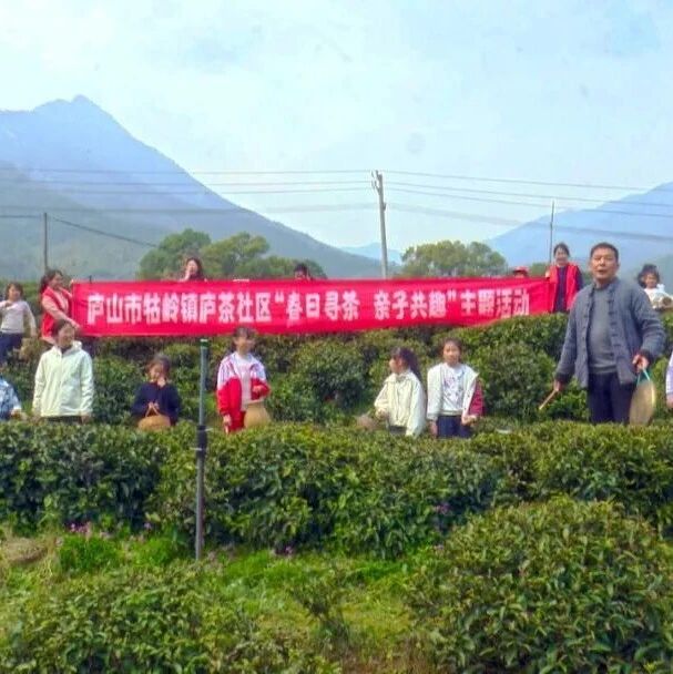 庐山云雾茶开采 游客尝鲜!牯岭镇庐茶社区开展茶文化体验活动