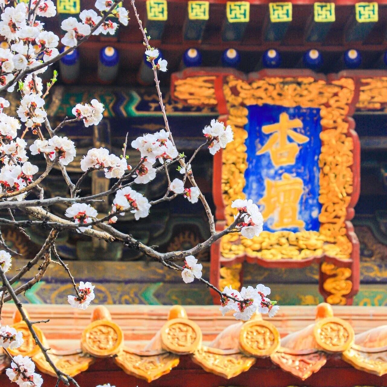诗礼踏春归 | 杏坛花开,诗礼传家,三孔景区与您共赴春日之约!