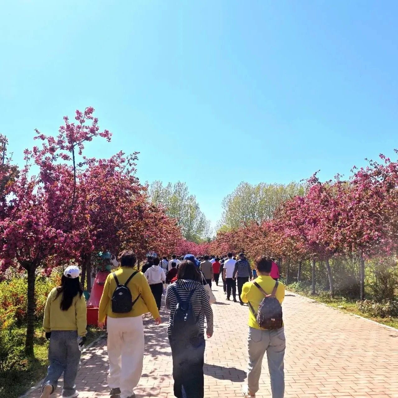 踏青赏花|红荷湿地游玩攻略请查收~