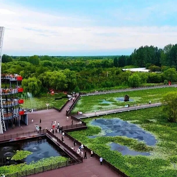 花漫善城·春满滕州|2026年赏花季 —— 红荷湿地赏花指南
