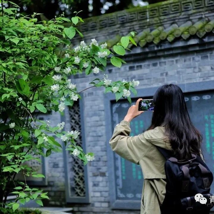 春日顶流已就位!太平花这波颜值真的藏不住~