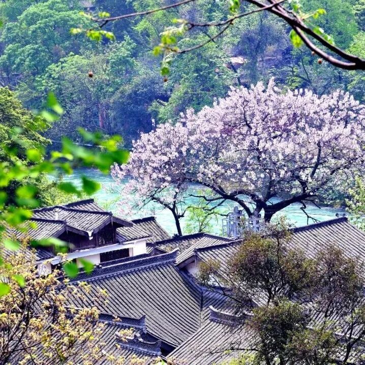 花海霸屏倒计时!4月非去都江堰的硬核理由+1