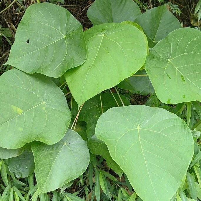 基于两种血桐属植物染色体水平基因组解析神经酸累积的分子机制