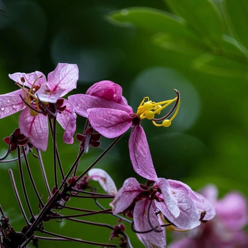 清明踏春|版纳植物园热带雨林 Color Work把春天拍成治愈大片