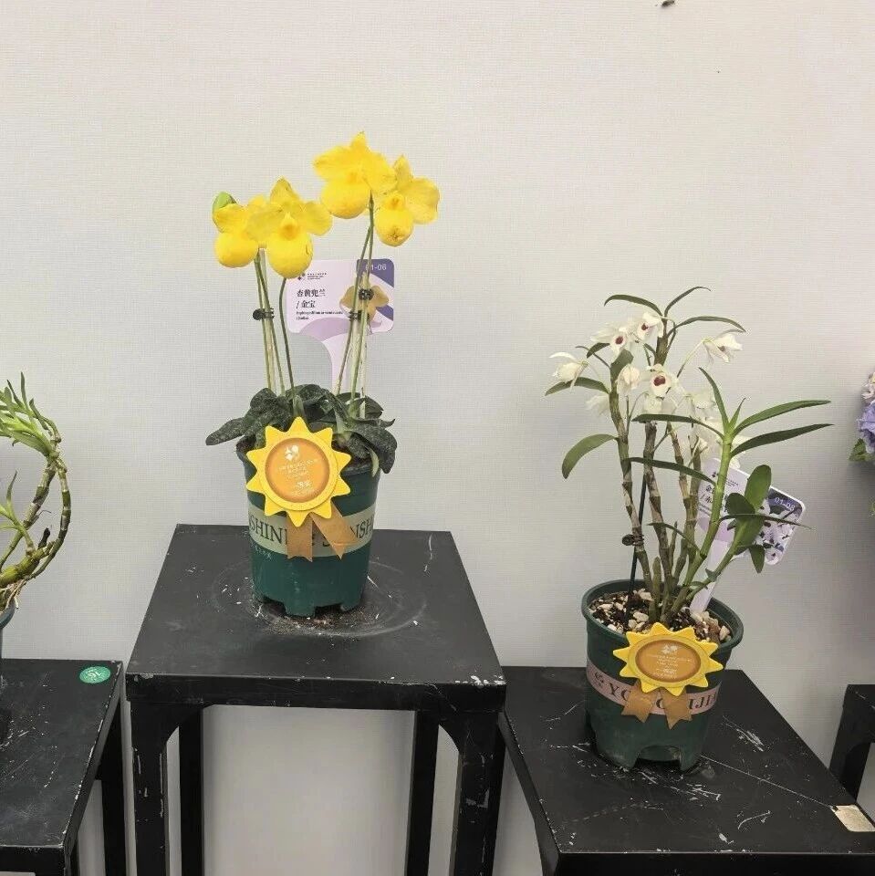 版纳植物园参展粤港澳大湾区花展获多项奖项