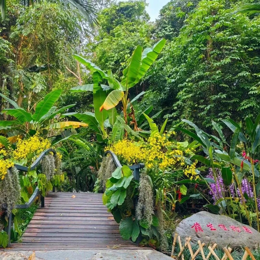 兰开雨林,水泼春光|版纳植物园双节同庆,赴一场花与水的春日盛宴