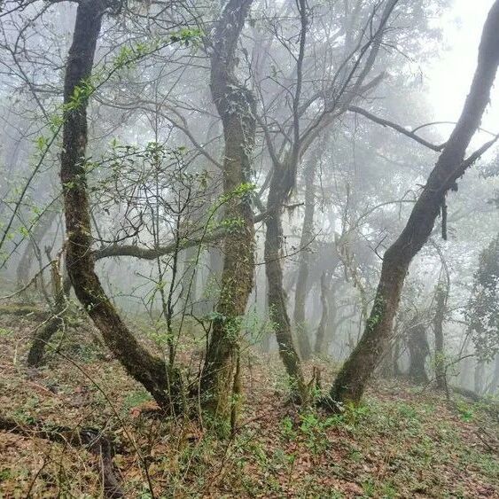 清明入圭山:为觅一抹粉,误入花之河