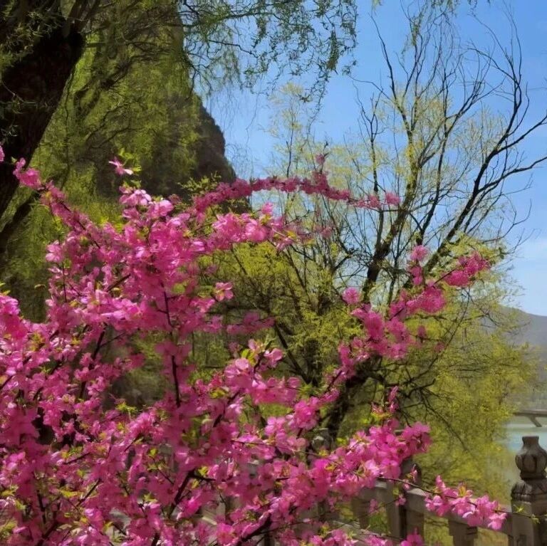 春染炳灵,花开石窟,赴一场千年之约!