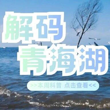 解码青海湖:一湖生灵,如何织成“高原生命网”?答案藏在水里、天上……