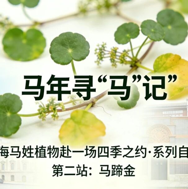 招募丨马年寻马第二站!双语探秘马蹄金,解锁“天然硬币”的隐藏魔力~