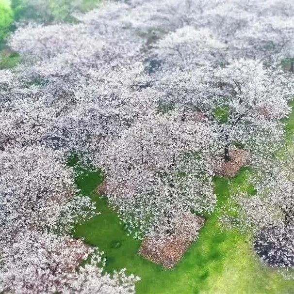 樱花落幕,春光不负