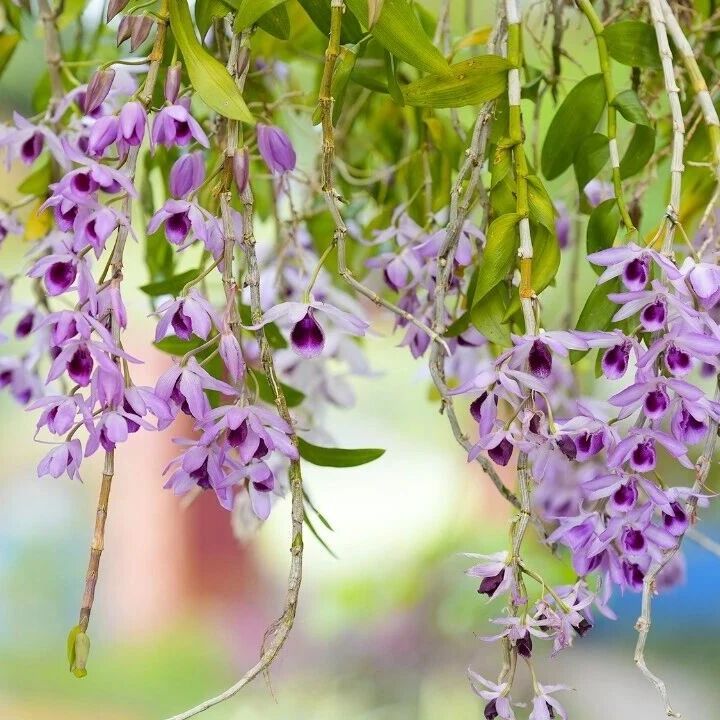 版纳植物园第13届兰花展景点精华一览