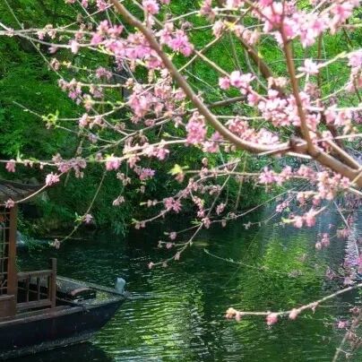天下第一泉风景区里的【春和景明】,承包你的春日浪漫