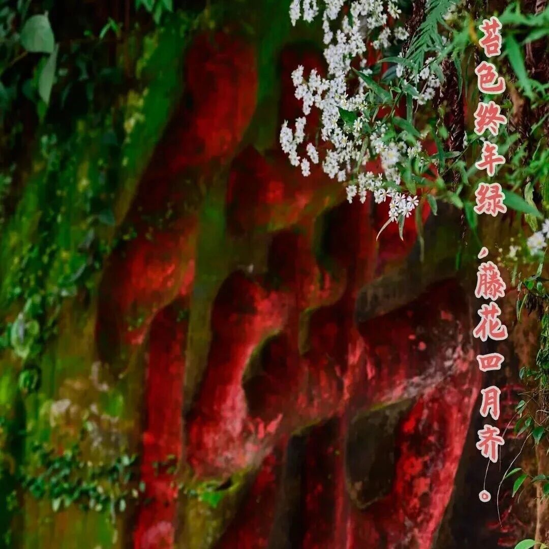 乐言乐语 | 苔色终年绿,藤花四月齐
