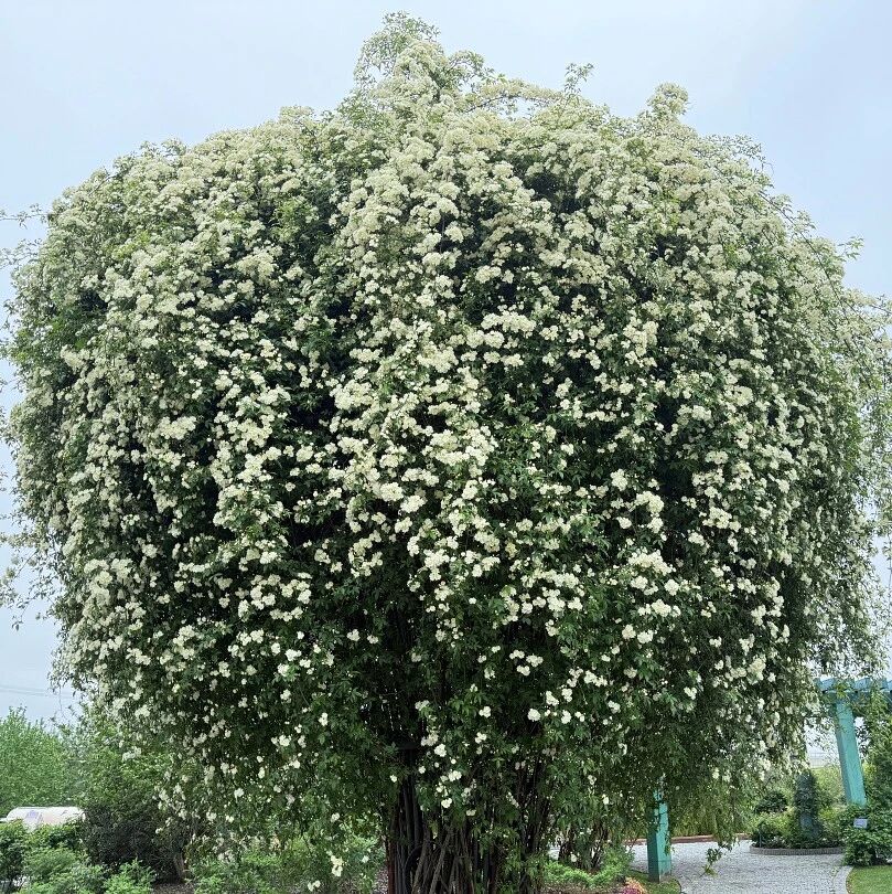 辰山木香花开,美如雪瀑!