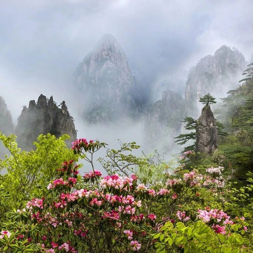 免票最后6天!4月底黄山杜鹃花开,18周岁及以下群体门票0元