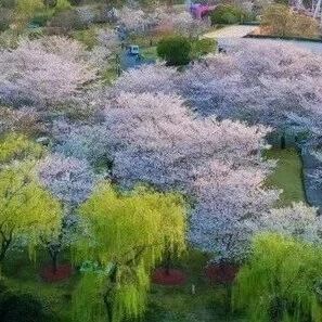 史志随笔 | 樱花树下漫谈