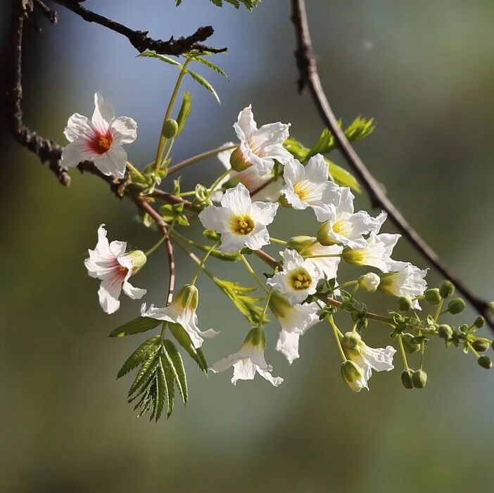 避开人潮,圆明园这片秘境花林你还没来过吗?
