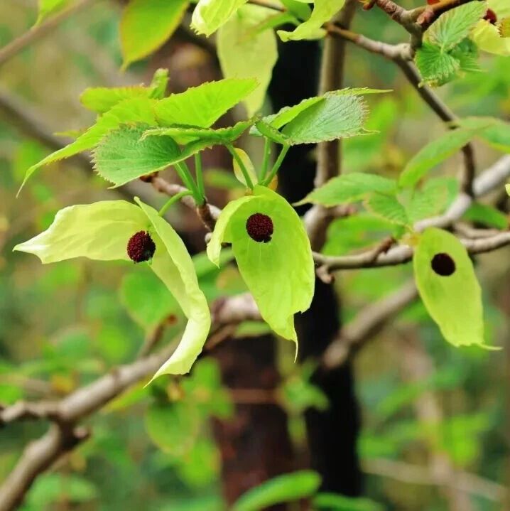 国家植物园珙桐花开:赴一场植物“活化石”的春日之约