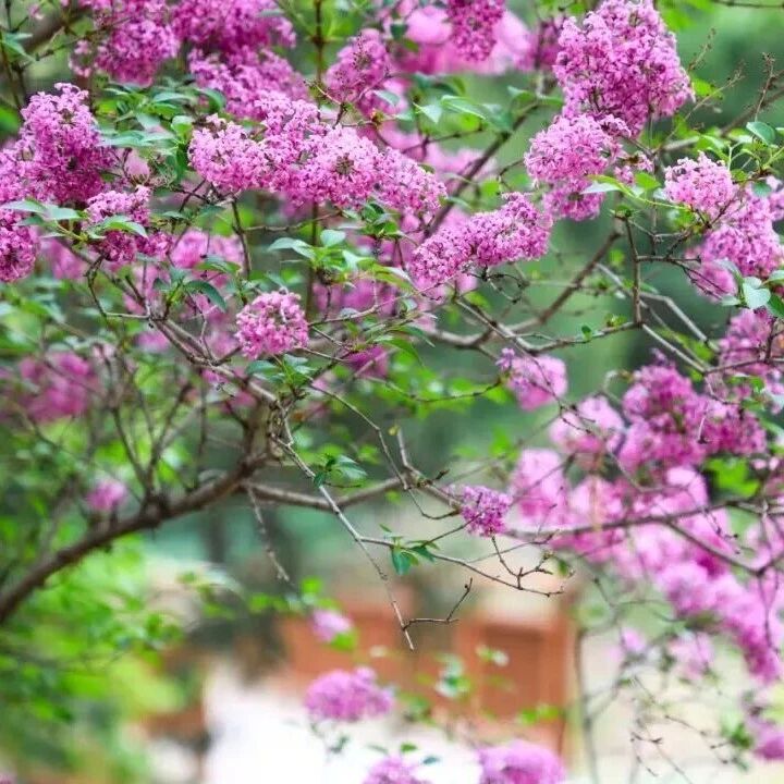 活动招募丨专家带您识花草——丁香专场