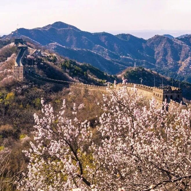 快抓住国际山花节的尾巴!错过这波,真的再等一整年