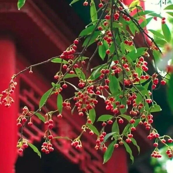雕花楼 | 三百七十余载孩儿莲,古楼春深绽童颜