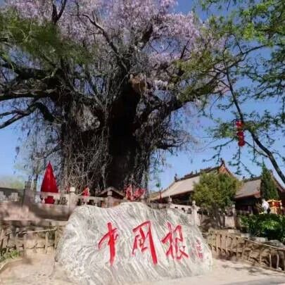 寻根洪洞大槐树,李现刚诉归乡期盼与温情