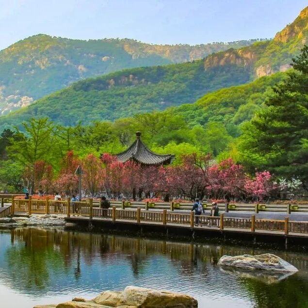 春风过泰山 花落彩石溪