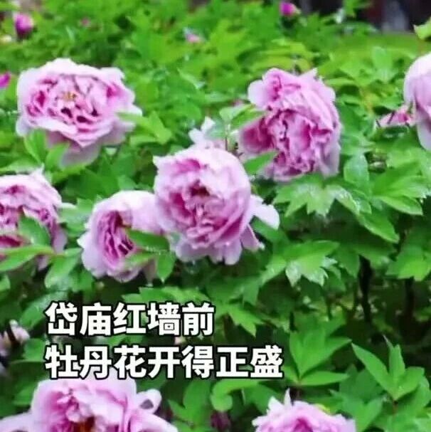 山东泰安:满城春色醉游人