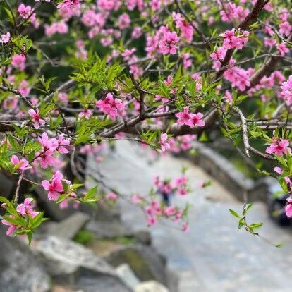 春满中天门,花海云步桥——泰山中天门焕新迎客来